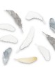 piume decorative