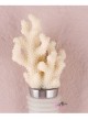 tappo bottiglia corallo